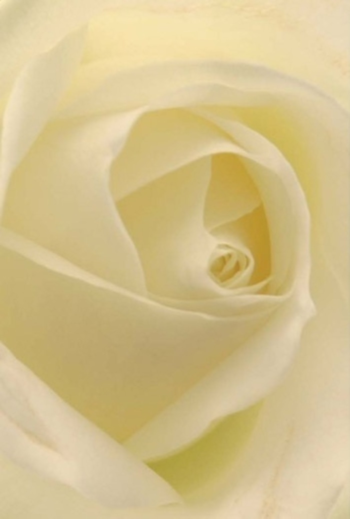 Gaze closely at this pristine white rose, as carefully arranged near Seven Sisters Road, and you'll discover a world of tranquility layered within its petals. Creamy whites blend with faint touches of ivory as sunlight filters through the flower's gentle folds, giving the appearance that the rose is softly illuminated from within-much as the area's community spirit glows quietly through every thoughtful gesture. Each tightly curled petal radiates purity and resilience, while the arrangement's elegant symmetry calls to mind the artistry seen in local weddings or milestone celebrations. Subtle shadows fall across the contours, highlighting the depth and nuance of the composition. The atmosphere is serene and elevated, the kind of bouquet one might choose for apologies, congratulations, or to bring simple joy into a loved one's day. Local freshness is reflected in the crisp, understated fragrance-a clean floral note reminiscent of early mornings along Green Lanes. The rose's perfect balance of fragility and poise is a lasting tribute to both natural wonder and skilled florist craftsmanship in Seven Sisters.